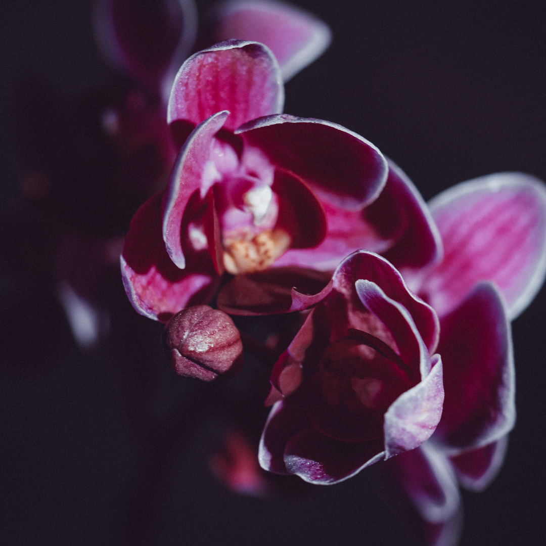 Midnight Orchid