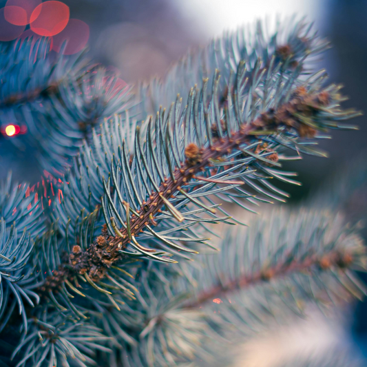Frasier Fir