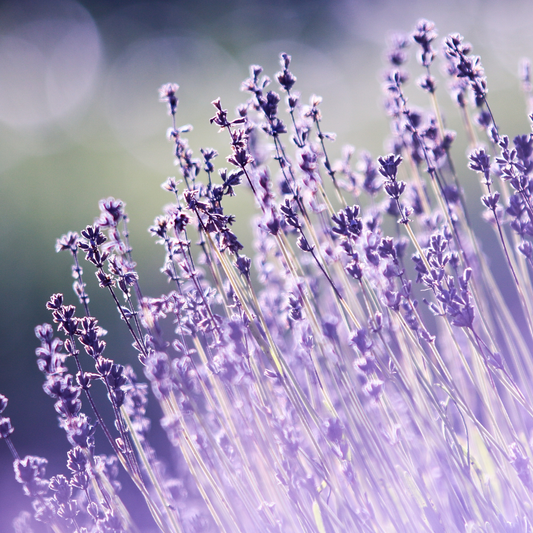 Lavender Zen Sanctuary