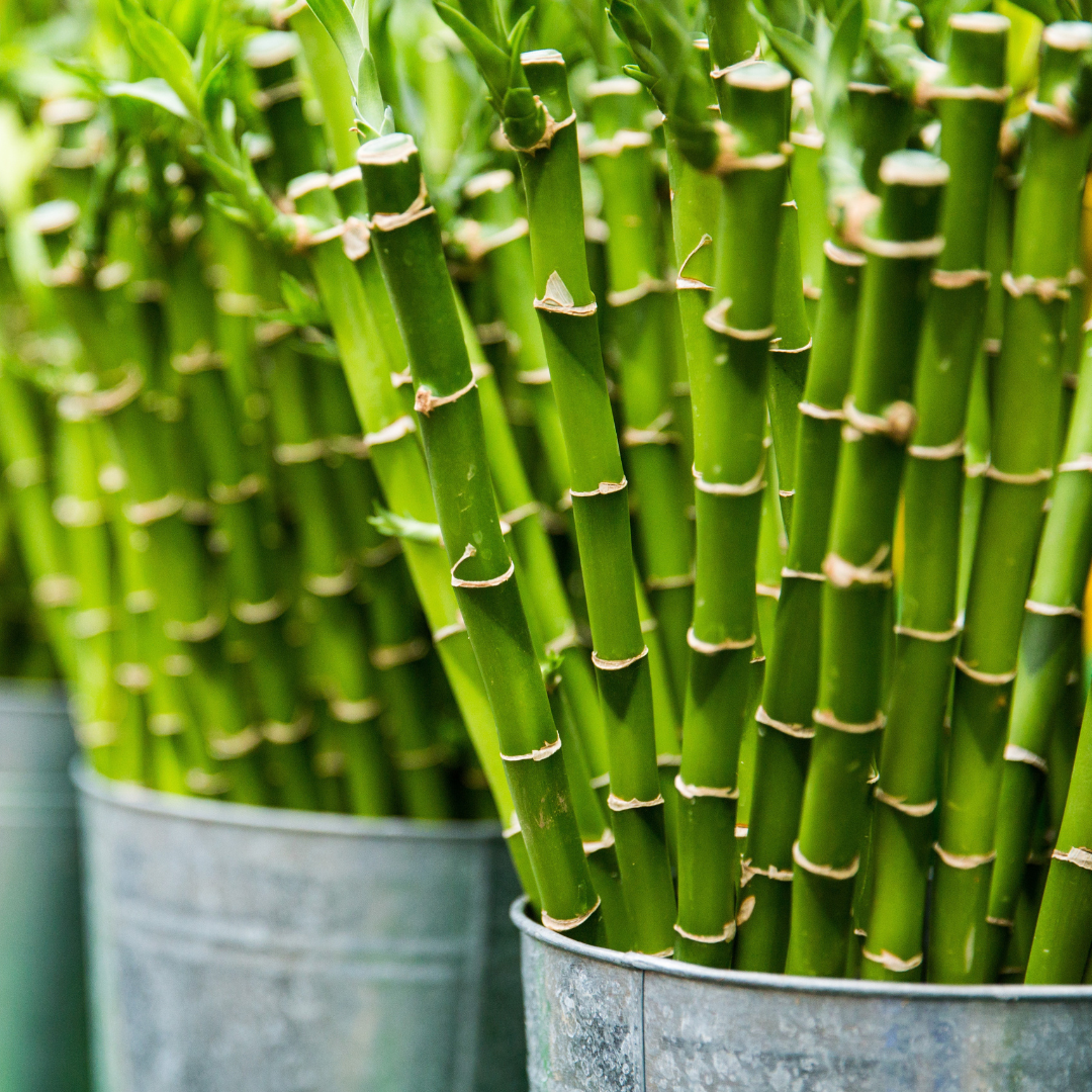 Fresh Bamboo