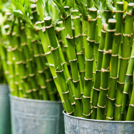 Fresh Bamboo